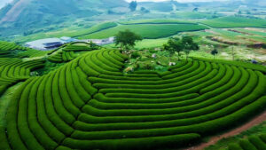Mộc châuu